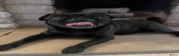 Pug dogs for sale: Bronx the pug! - Advert 8