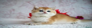 British Shorthair 3