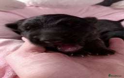 German Shepherd dogs for sale: Excellent Long-Haired German Shepherd Puppies. KC. - Image 11