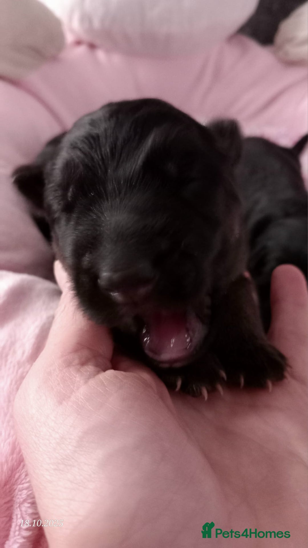 German Shepherd dogs for sale: Excellent Long-Haired German Shepherd Puppies. KC. - Image 11