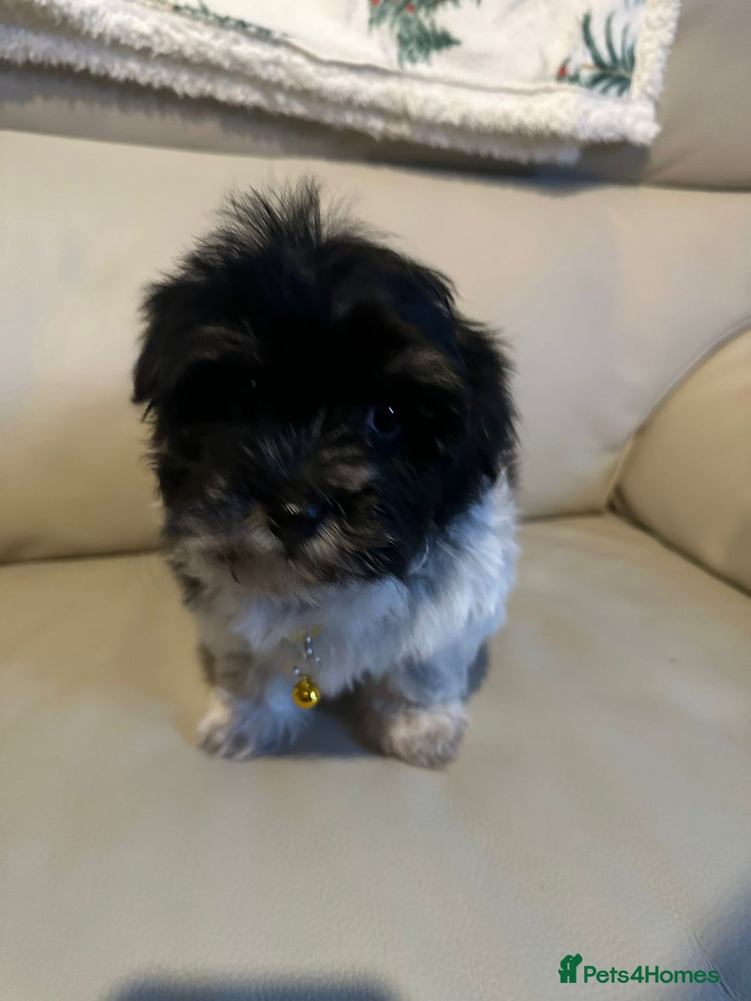 Malshi dogs for sale: Maltese x shih tzu - Malshi puppies - Advert 8