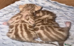 Bengal cats for sale: Bengal kittens  - Advert 13