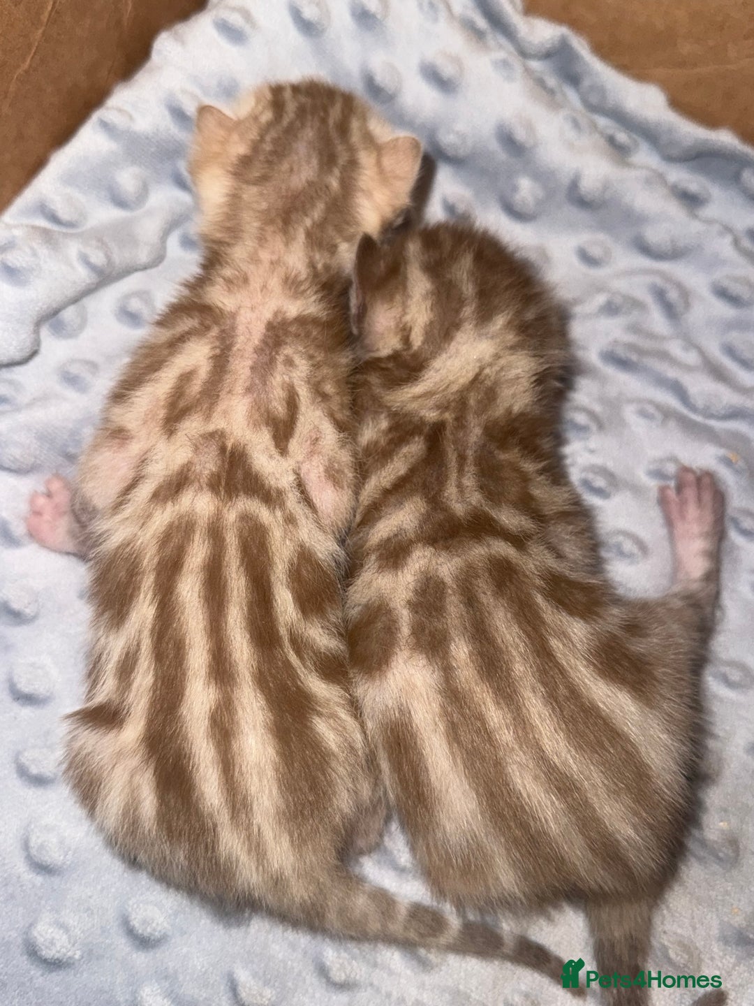 Bengal cats for sale: Bengal kittens  - Advert 13
