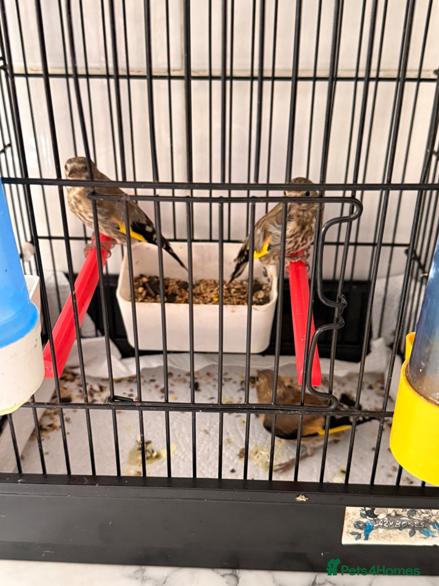 Finches birds for sale: Healthy Goldfinches & Greenfinches For Sale - Advert 3