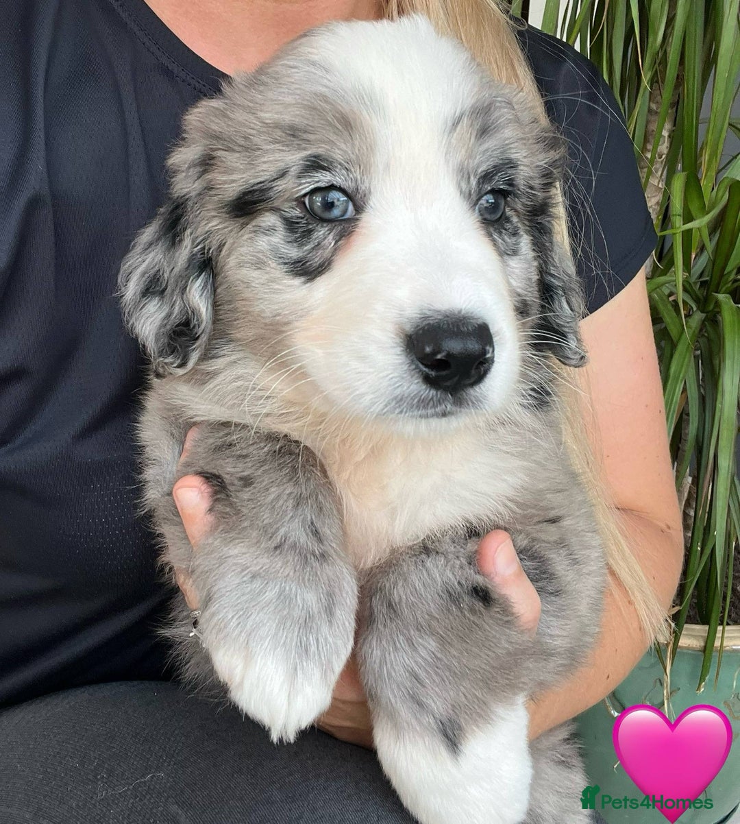 Bernese Mountain Dog dogs for sale: Stunning Chunky Bordernese Puppies - Image 33