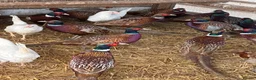 Mixed Breed poultry for sale: 💛 Ring Neck pheasant & quails & Chicken  - Advert 1