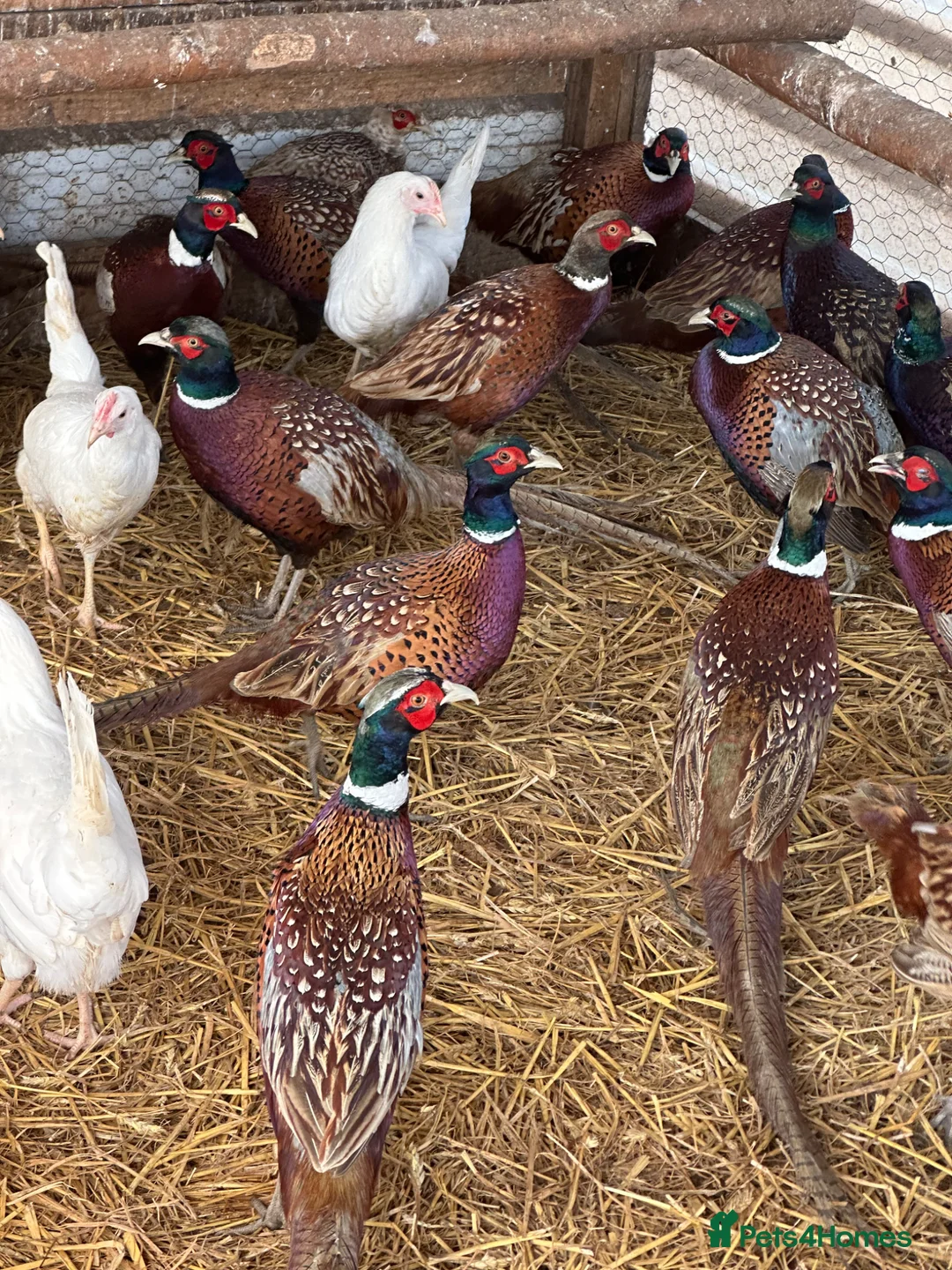 Mixed Breed poultry for sale: 💛 Ring Neck pheasant & quails & Chicken  - Advert 1