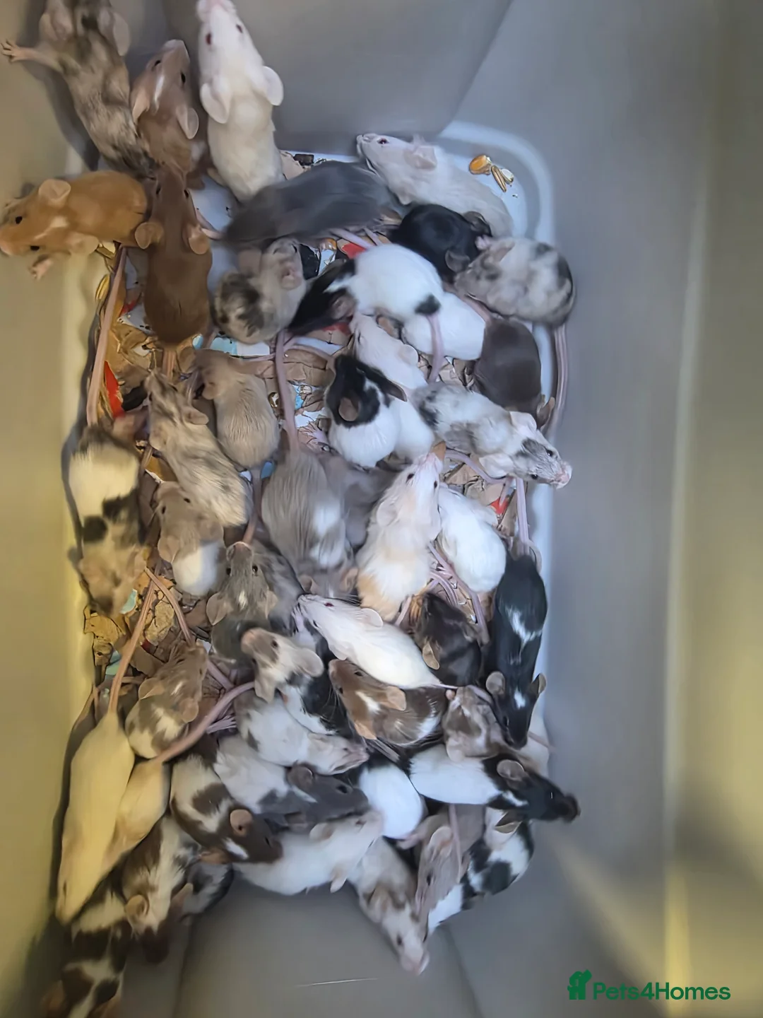 Mouse rodents for sale: Baby mice, males and females - Advert 1