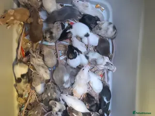 Mouse rodents Baby mice, males and females - Advert 1