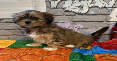 Lhasa Apso dogs - Advert 9