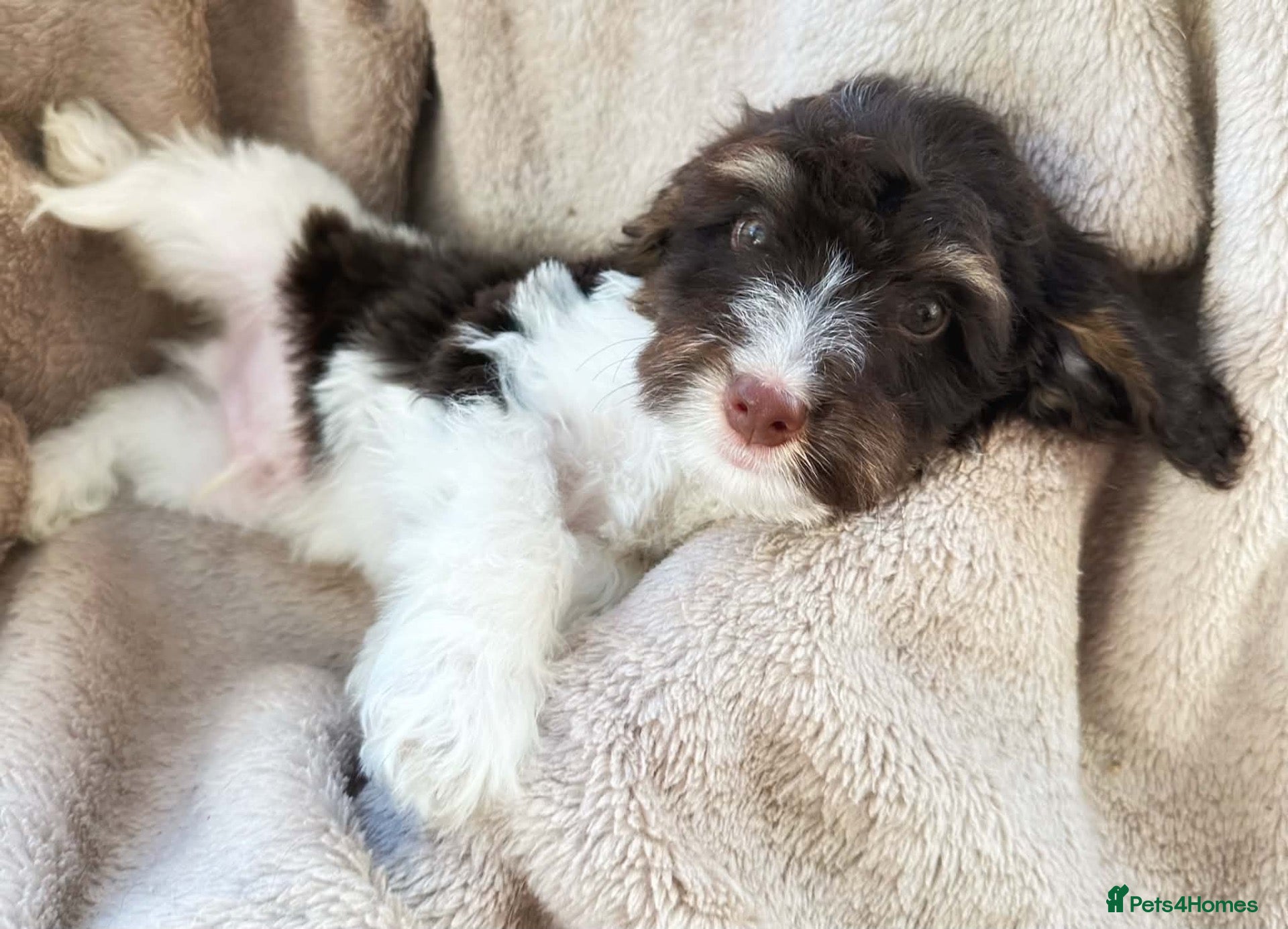 Cockapoo dogs (3boys left)Tiny tiny Toy Roan and Merle Cockapoos - Advert 1
