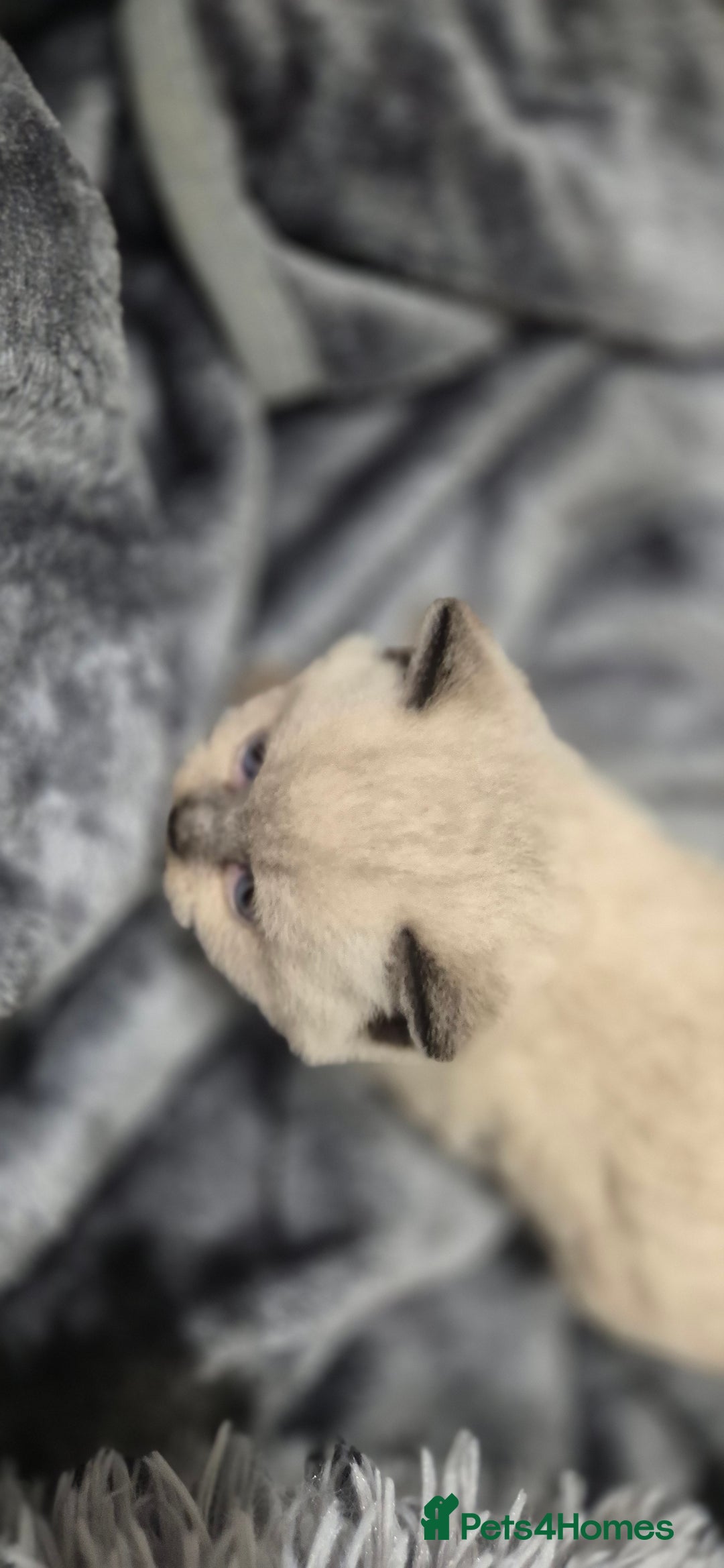 British Shorthair cats for sale: Colour point british short hair  - Image 10