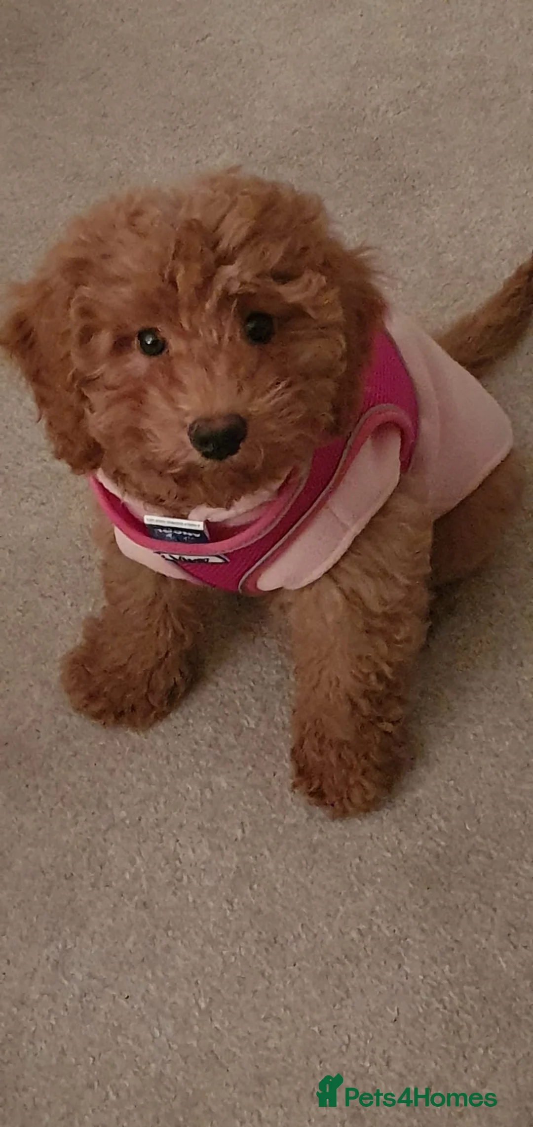 Poodle dogs for stud: Merle black & silver poodle for stud only .  in Lincoln - Advert 19