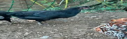 Chickens poultry for sale: Coloured laying POL hens - Advert 8