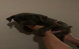 Staffordshire Bull Terrier dogs for sale: Blue Staffordshire bull terrier puppies  - Image 21