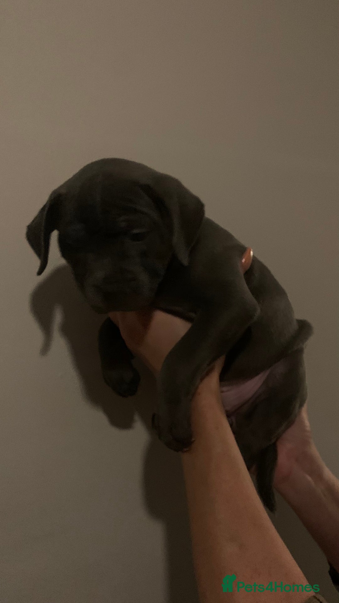 Staffordshire Bull Terrier dogs for sale: Blue Staffordshire bull terrier puppies  - Image 21