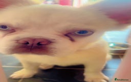 French Bulldog dogs for sale: Fluffy french bulldog - Advert 2