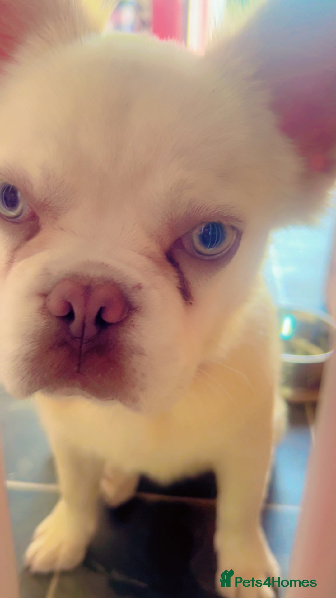 French Bulldog dogs for sale: Fluffy french bulldog - Advert 2