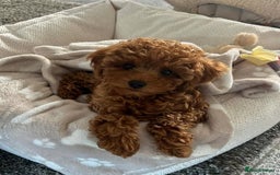 Toy Poodle dogs for sale: 💫🔥🦴F1 Toy Poodle puppies💥💤  - Image 8