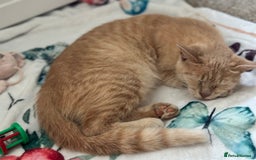 Mixed Breed cats for sale: Bengal, tabby, mixed breed cat for sale  - Image 2