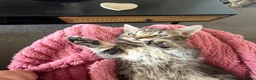 Maine Coon cats for sale: Beautiful Bundles of Joy 🐾 - Advert 6