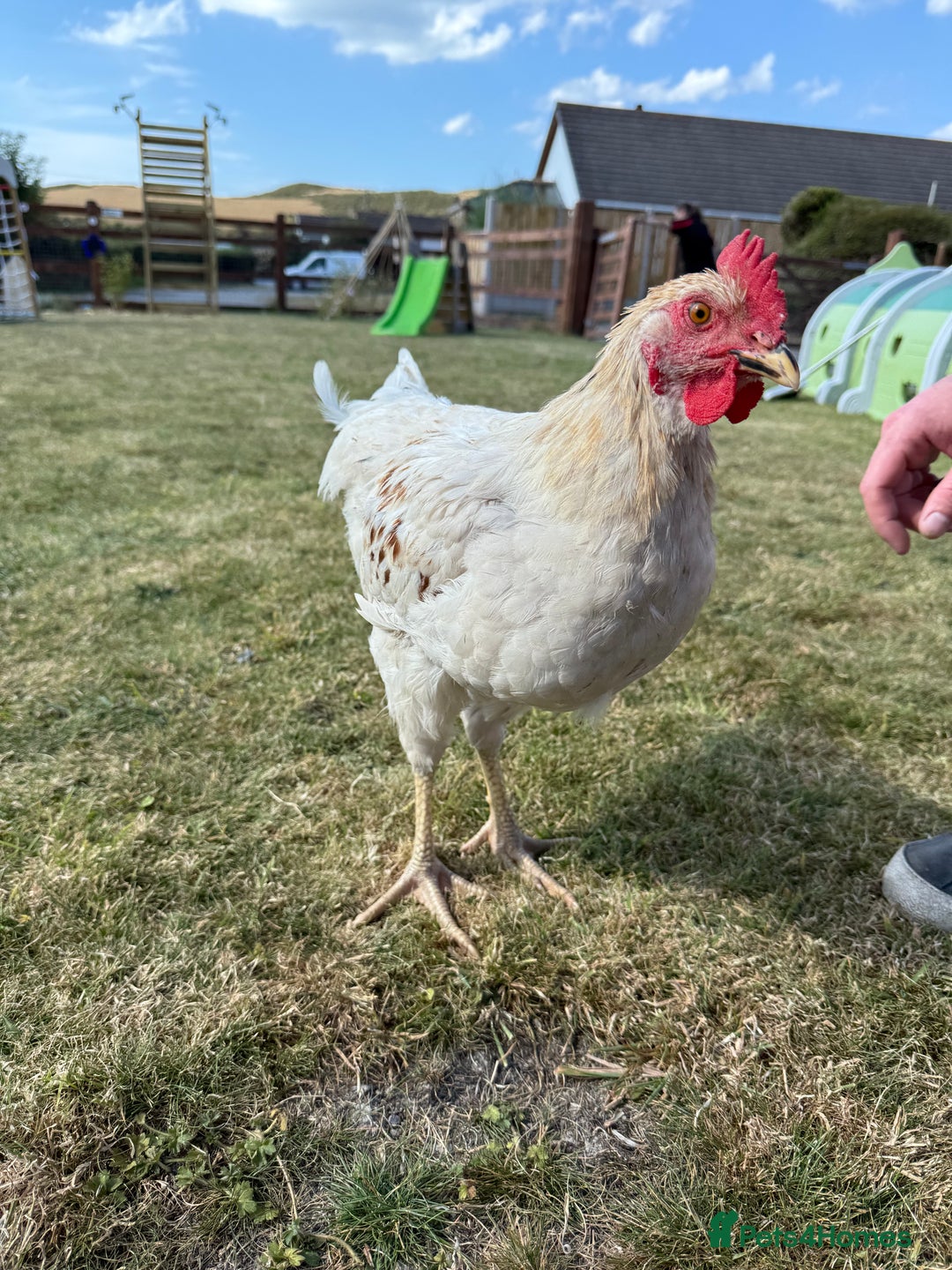 Chickens poultry for sale: 2 x Cockerels for sale - Image 4