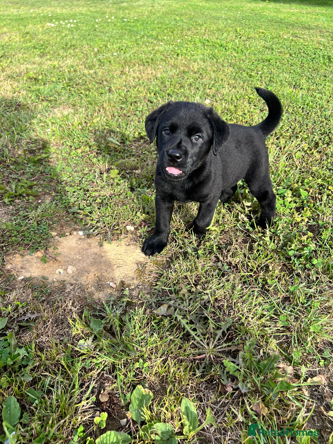 Labrador Retriever dogs for sale: Labrador Retriever Puppies  - Image 5
