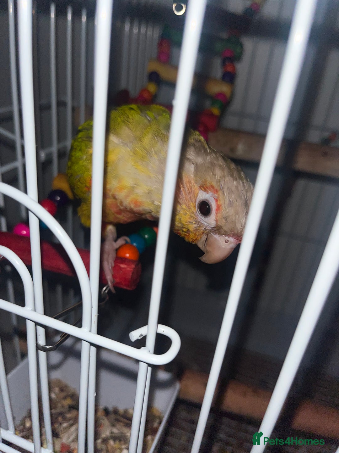 Conures birds for sale: Zazu conure bird - Advert 6