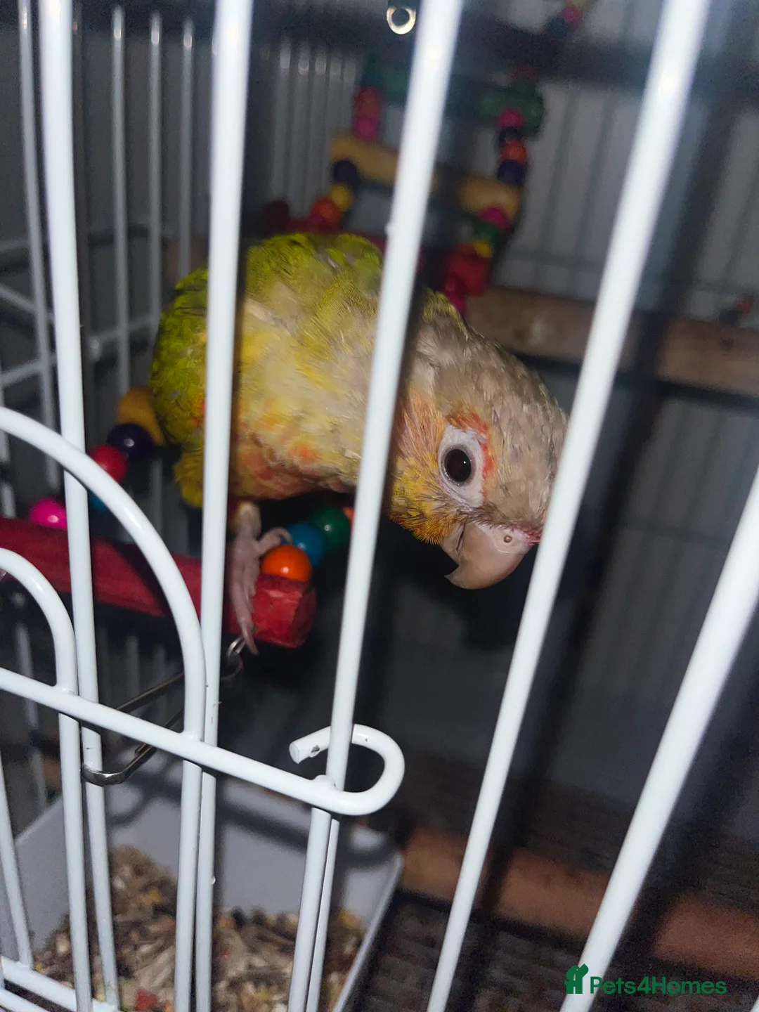Conures birds for sale: Zazu conure bird - Advert 6