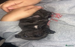 Staffordshire Bull Terrier dogs for sale: Beautiful blue staff puppies  - Image 17