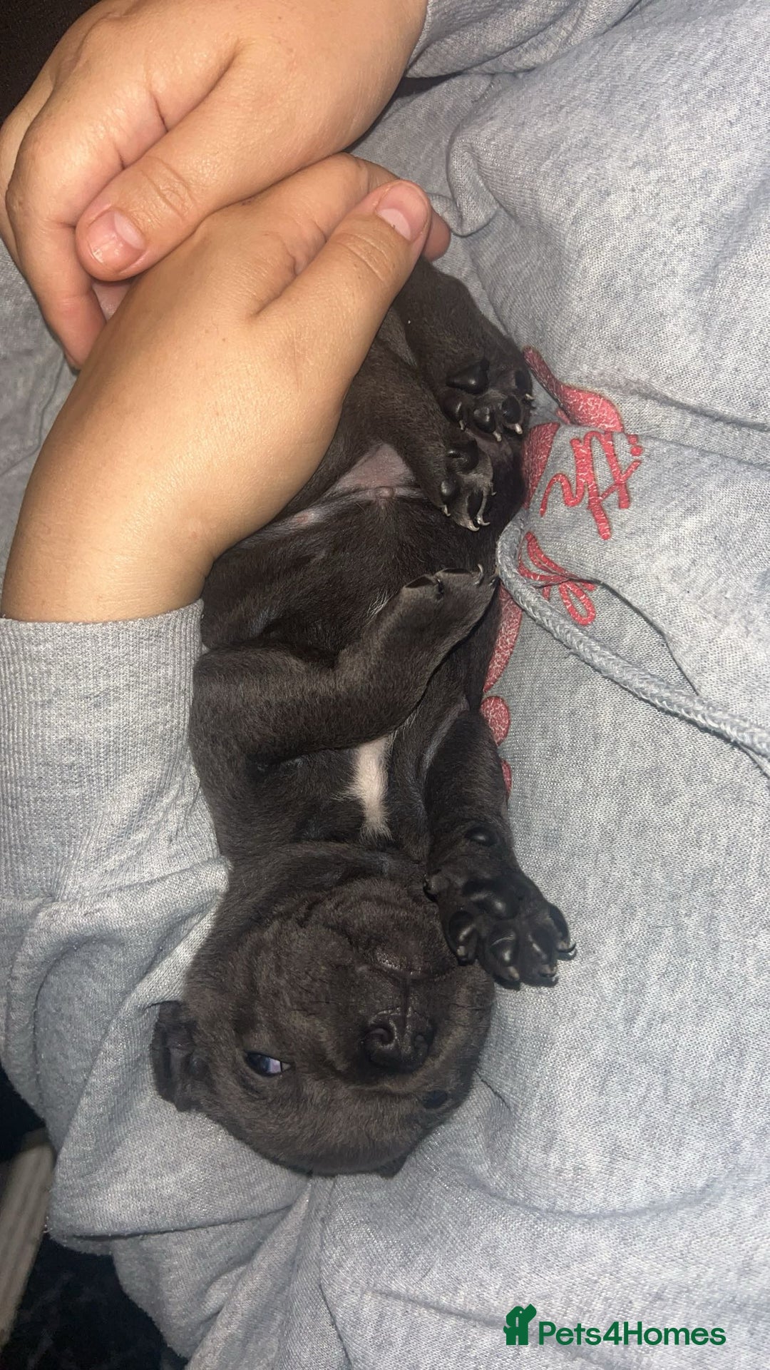 Staffordshire Bull Terrier dogs for sale: Beautiful blue staff puppies  - Image 17