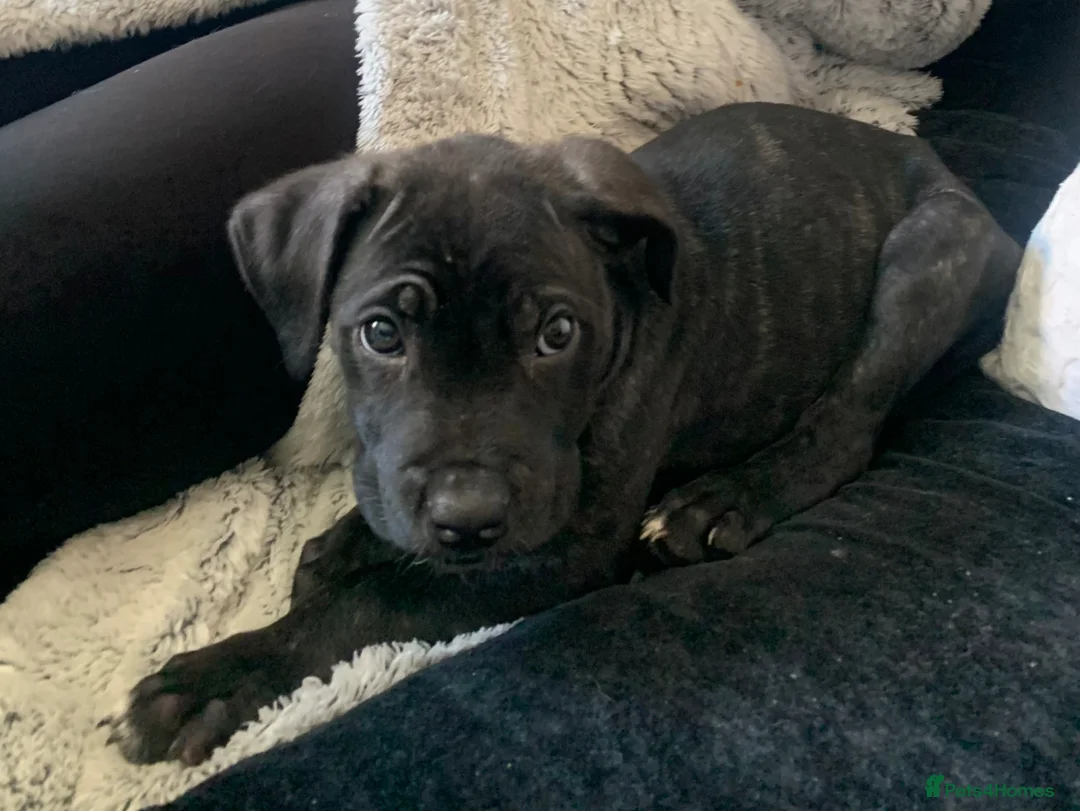 Cane Corso dogs for sale: Beautiful Cane Corso Puppy - Advert 1