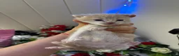 Mixed Breed cats for sale: 6 Adorable Male Kittens – 2 Ginger & 4 Beige - Advert 11