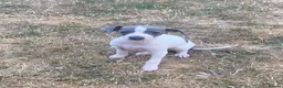 Italian Greyhound dogs for sale: Italian greyhounds - Advert 8
