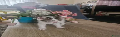 Mixed Breed Kitten 2