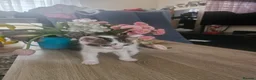 Mixed Breed cats for sale: Kittens for sale - Advert 8