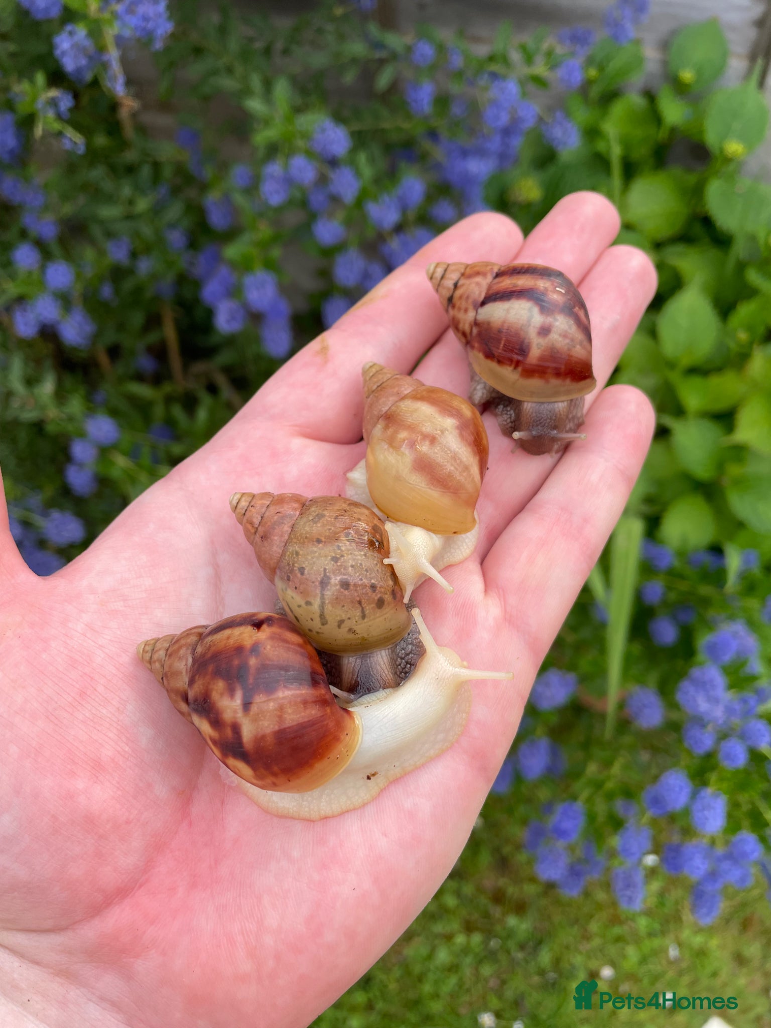 Snails invertebrates Giant African Snails for sale! - Advert 1