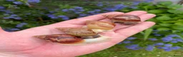 Snails invertebrates for sale: Giant African Snails for sale! - Advert 1