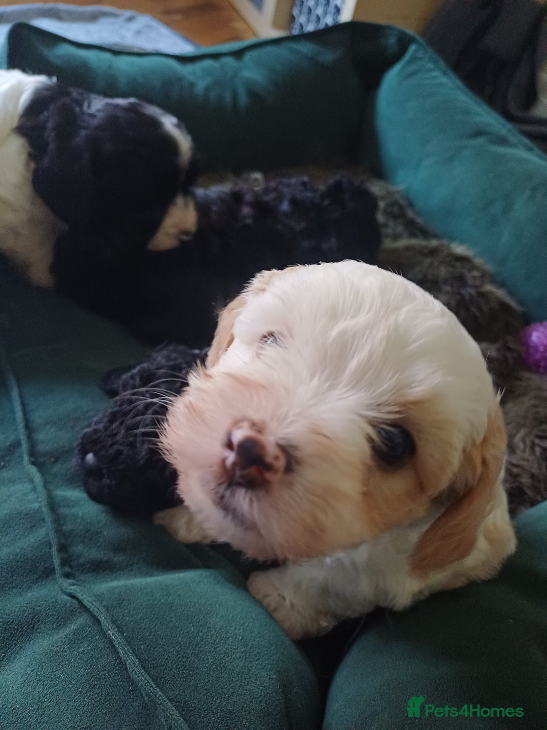 Mixed Breed dogs for sale: Cavapoo puppies available before  **   - Advert 11