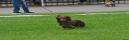 Miniature Dachshund dogs for stud: Miniature Long Haired Dachshund Pra 1 Clear KC reg in Peterborough - Advert 6