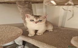 Scottish Fold cats for sale: Beautiful Scottish fold kittens - Image 10