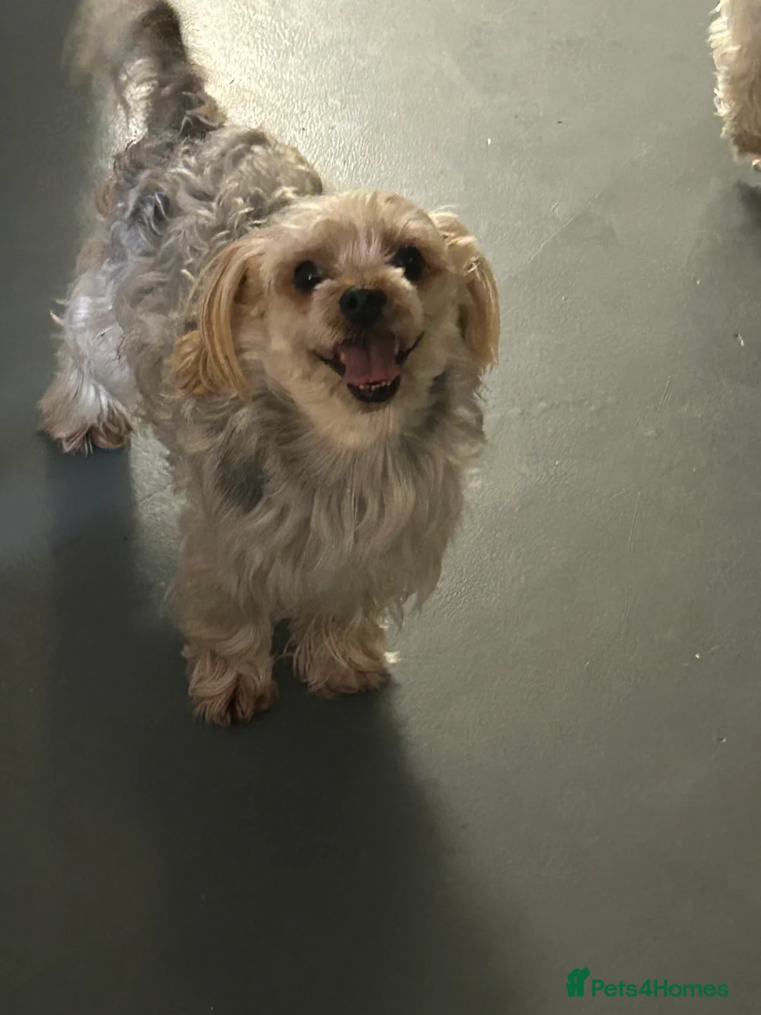 Yorkshire Terrier dogs for sale: Litter of Yorkshire terriers for sale - Advert 15