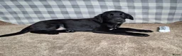 Mixed Breed dogs for sale: Flatcoated retriever x border collie puppies - Advert 10