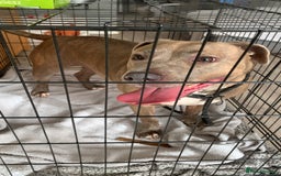 Staffordshire Bull Terrier dogs for sale: Lovely staffy comes with everything need good home - Image 1