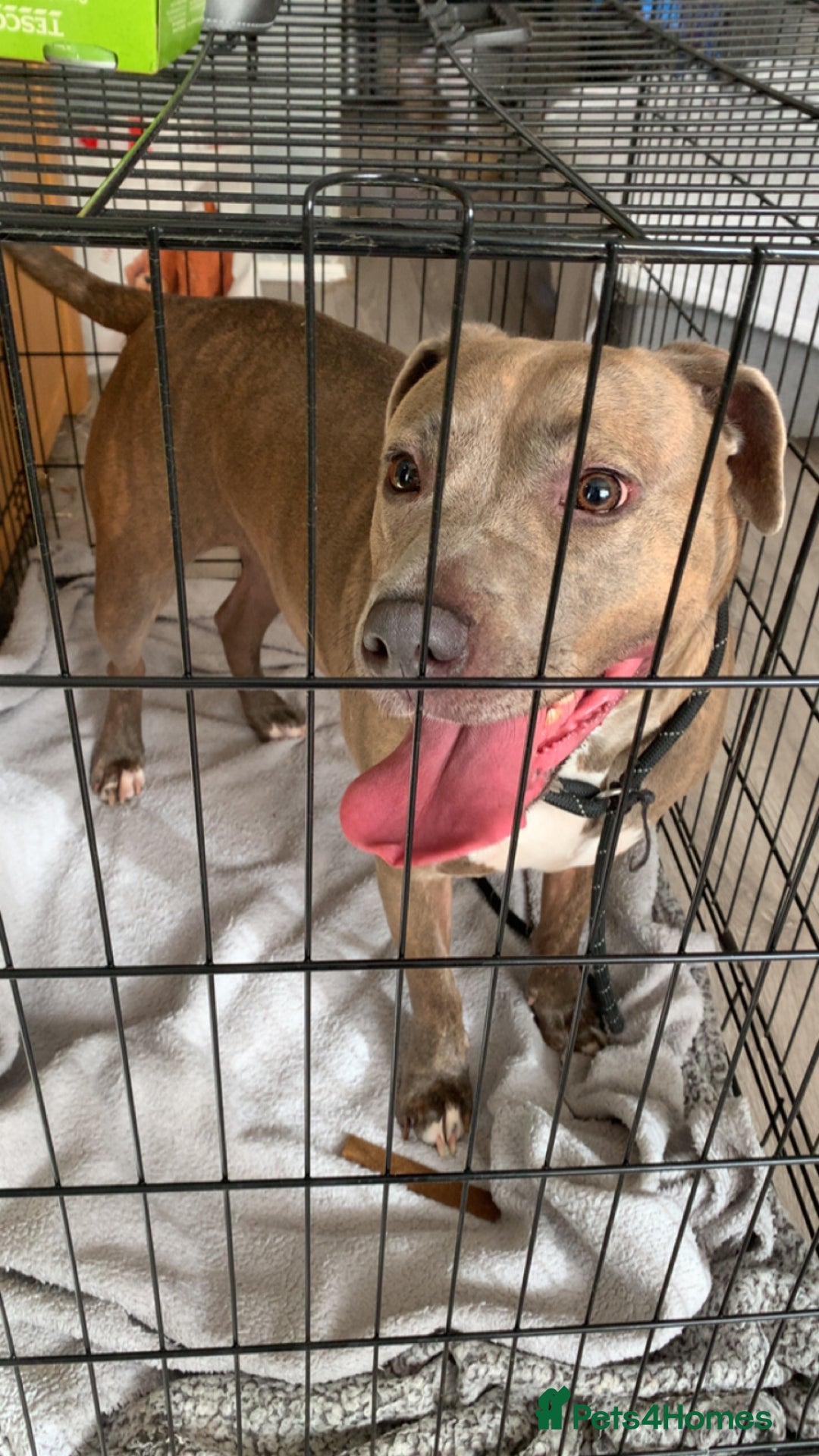 Staffordshire Bull Terrier dogs for sale: Lovely staffy comes with everything need good home - Image 1