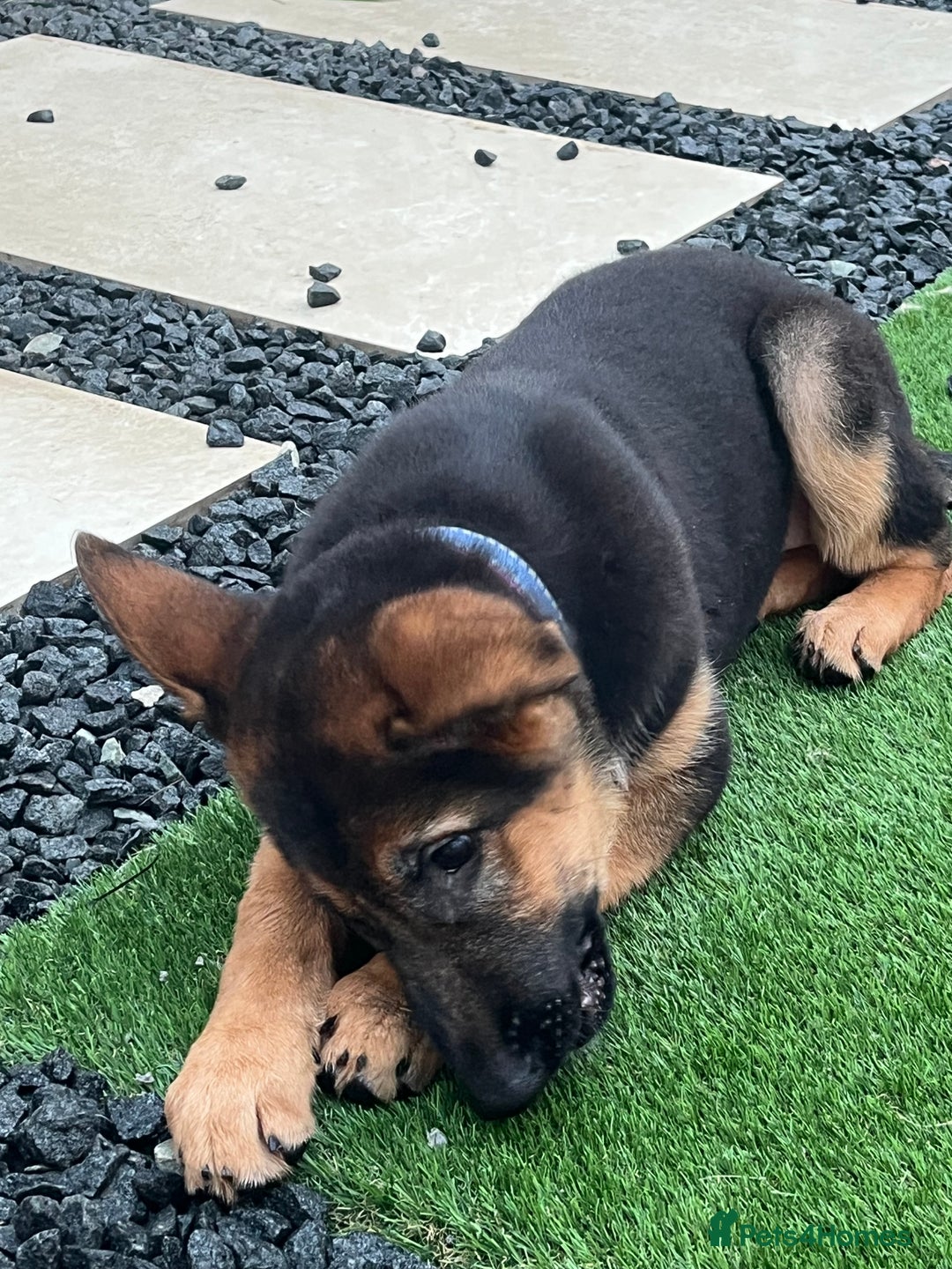 German Shepherd dogs for sale: Healthy German shepherd puppy needs new home - Image 3