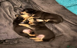Jack Russell dogs for sale: Miniature Jack Russell pups  - Image 2