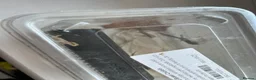 Gecko reptiles for sale: 4 Baby Mourning Geckos in Biggleswade - Advert 1