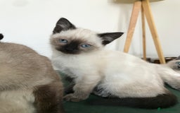 Siamese cats for sale: A litter of 5 beautiful blue eyed Siamese kittens - Image 1