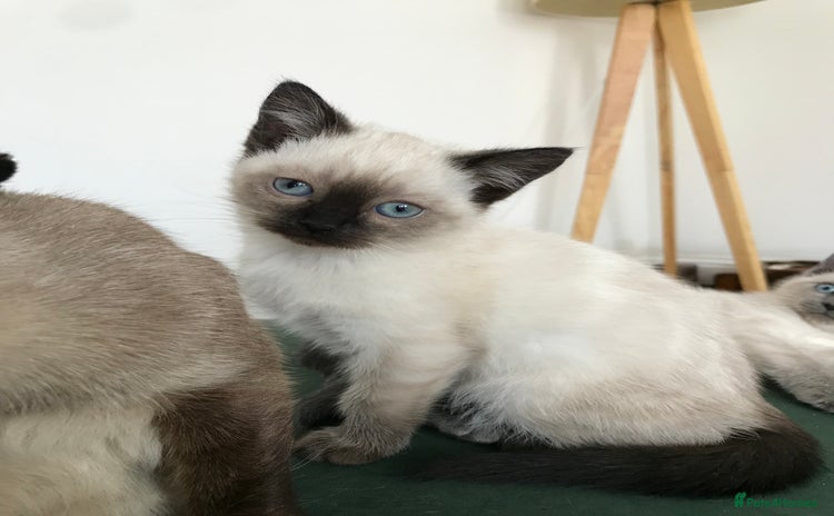 Siamese cats - Advert 1